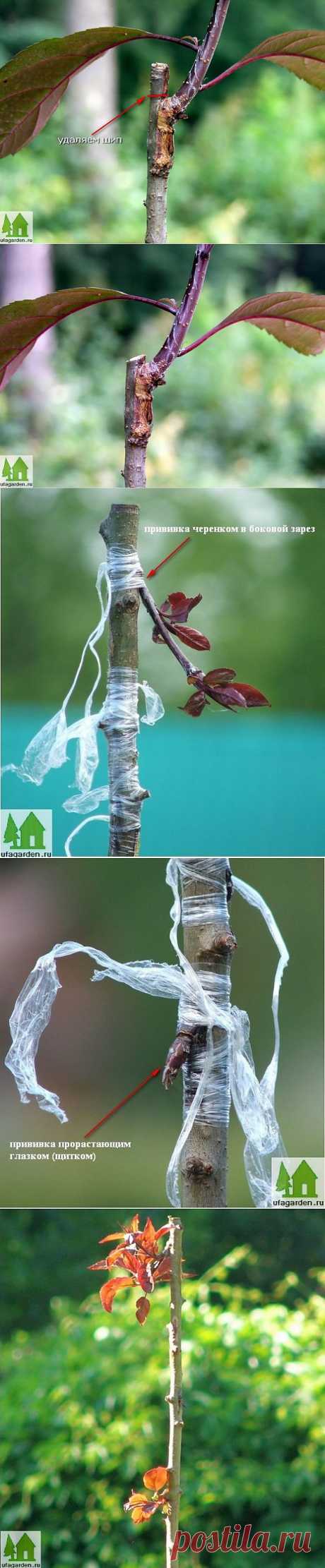 Краснолистная яблоня | Дачная жизнь - сад, огород, дача