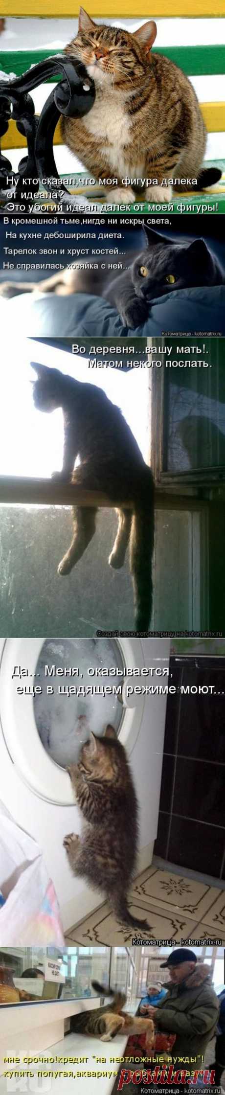 Ну, мур-ррр.