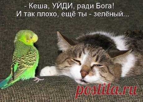 Не шути другим шутки которое шутил мне...