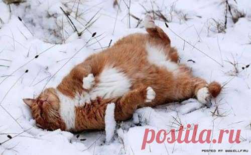 Коты и кошки – позитивчика немножко