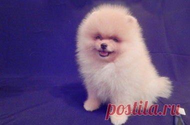 Малыши померанского шпица