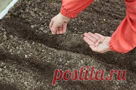 ДАЧНЫЕ СЕКРЕТЫ: ПОДЗИМНИЙ ПОСЕВ!