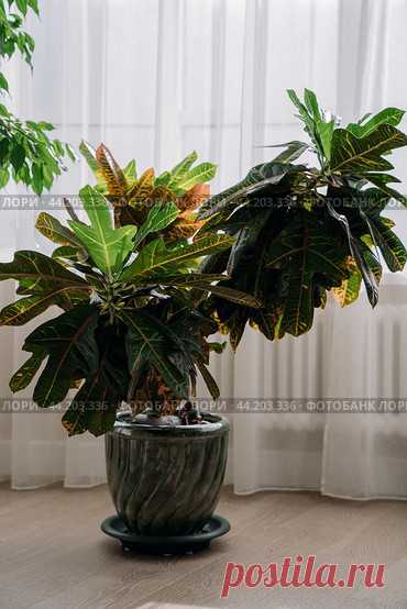 Potted codiaeum houseplant near window with light tulle curtains Стоковое фото, фотограф Ilaronsia / Фотобанк Лори