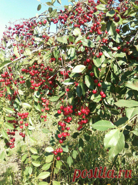 (84) Одноклассники