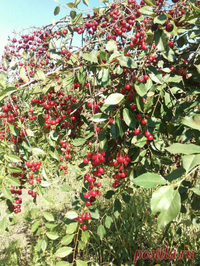 (84) Одноклассники