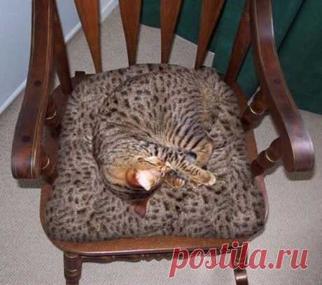 20 животных, которые маскируются как боги