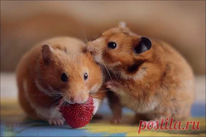 «Такие милые создания как хомячки. » — карточка пользователя vavri4ukVit в Яндекс.Коллекциях