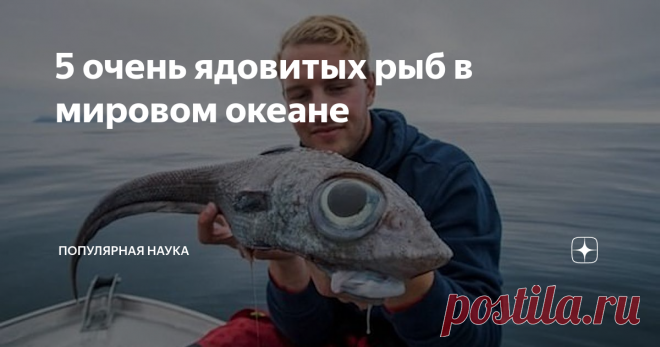 5 очень ядовитых рыб в мировом океане Во время занятий дайвингом можно встретить сотни видов морских обитателей. Но не все рыбки безопасны. Касание к некоторым может привести к травме, и даже к смерти. В большинстве случаев рыбки пугливы, стараются не приближаться к человеку. Но нужно помнить, что океан опасен. Чтобы избежать жертв, стоит знать, как выглядят 5 ядовитых рыб в океане, которые представляют реальную угрозу. Фугу: рыба, которая погубила множество людей Фугу так...