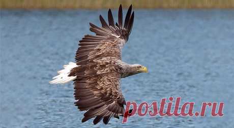 Birds of Prey Course in the Netherlands | Bird Protection