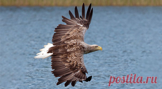 Birds of Prey Course in the Netherlands | Bird Protection