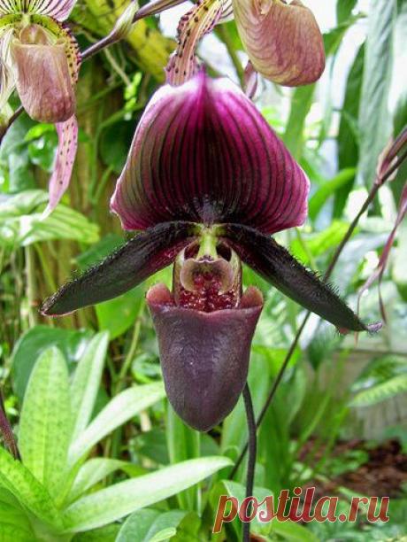 PURPLE LADY SLIPPER ORCHID | Beautiful Flowers around the world | Pin…