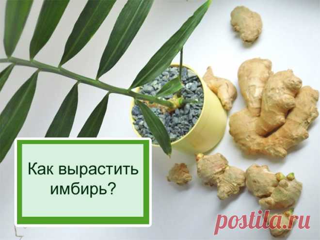 Имбирь – выращивание в домашних условиях Как посадить имбирь в домашних условиях, выращивание и уход – как выбрать корни, как поливать, подкармливать. Чем полезен имбирь.