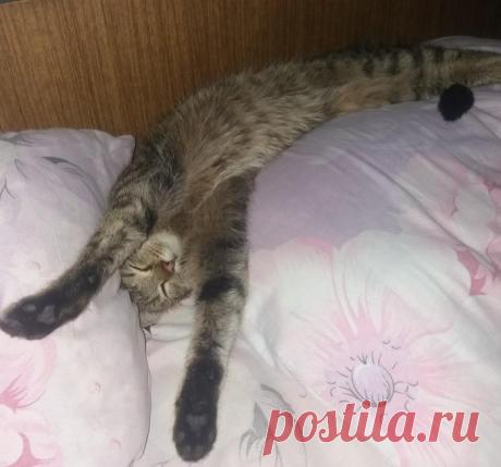 В жизни главное не лениться: захотел поспать - поспи!