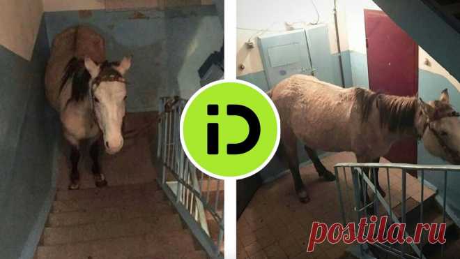 19-6-23-В Казахстане появится курьерская доставка на ЛОШАДЯХ - Hi-Tech Mail.ru Пока в России катаются на самокатах и велосипедах, в Казахстане скачут на лошадях. Необычный вид курьеров представят уже в этом году.