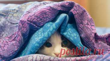 Зоопсихолог Куликова: перед похолоданием кошки ищут укромные места. Зоопсихолог Татьяна Куликова рассказала, что кошки ищут укромные места перед предстоящим похолоданием. Читать далее