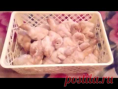 Вывод индюшат в инкубаторе АИ 264. Итоги. Дождались... 
 Индюки как бизнес. Инкубация индюшиных яиц в домашних условиях и вывод индюшат хайбрид конвертер в автоматическом инкубаторе АИ 264. Дождались вылупления индюшат и итоги инкубации порадовали. Первая инкубация индюшиных яиц в домашних условиях.  Процесс вылупления длился более суток. Индюшата вылупились. Стоит ли помогать вылупляться?