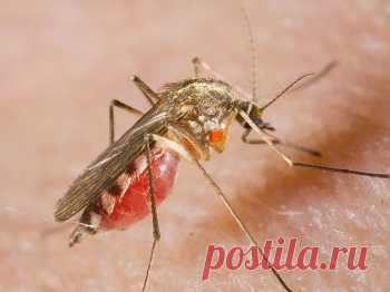 Как избежать укусов комаров