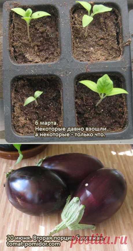 Выращивание баклажанов — от рассады до урожая