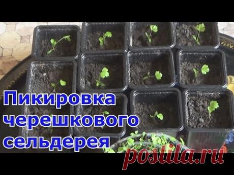 Пикировка черешкового сельдерея. Прищипывать ли корень?