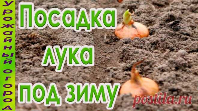 Как правильно садить лук осенью сад и огород Интересные факты обо всём на свете, которых вы, возможно, не знали.