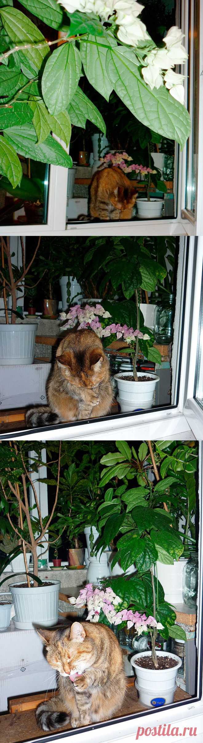 вечерние умывания, ближе и ещё ближе))