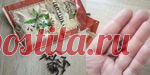 Лечебные свойства гвоздики