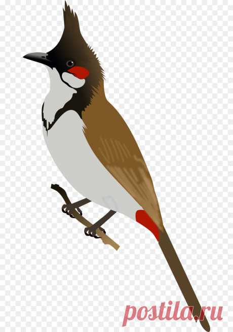 kissclipart-red-whiskered-bulbul-art-clipart-bulbul-bird-clip-f0b18ae62324d495.jpg (900×1280)