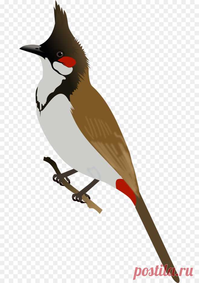 kissclipart-red-whiskered-bulbul-art-clipart-bulbul-bird-clip-f0b18ae62324d495.jpg (900×1280)