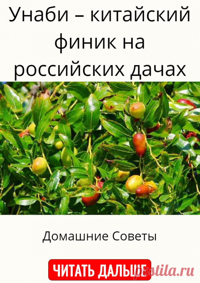 Унаби – китайский финик на российских дачах