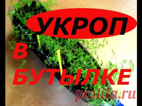 ВЫРАЩИВАНИЕ УКРОПА В ПЛАСТИКОВОЙ БУТЫЛКЕ ! РЕЗУЛЬТАТ ОБРАБОТКИ СЕМЯН УКРОПА ВОДКОЙ ! СУПЕР СПОСОБ ! - YouTube