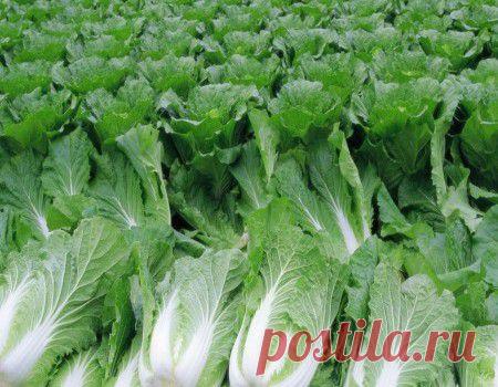 Салаты из пекинской капусты. Интересные рецепты салатов из пекинской капусты