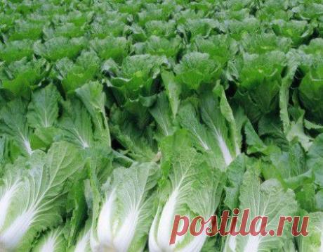 Салаты из пекинской капусты. Интересные рецепты салатов из пекинской капусты