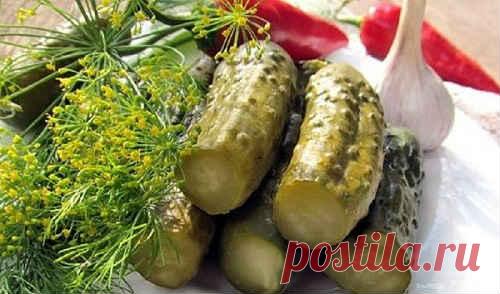 Огурцы, квашеные на зиму - 7 самых вкусных рецептов