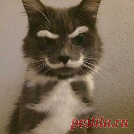 FASHİONTV 15: 22 Cats With The Most Beautiful And Unique Coat Patterns In The World
