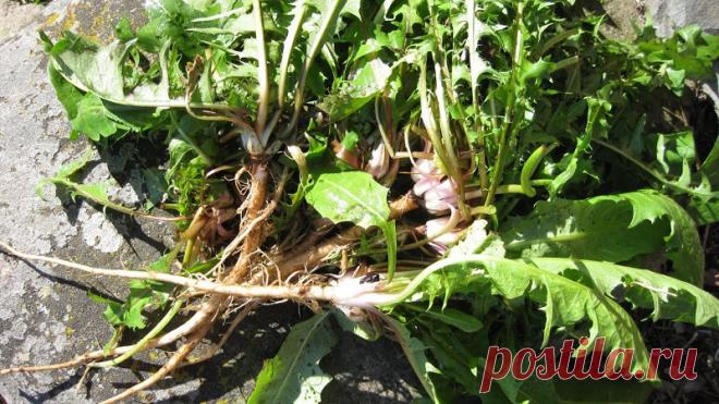 ЖЕЛТЫЙ ЖЕНЬШЕНЬ: САМОЕ МНОГОФУНКЦИОНАЛЬНОЕ ЛЕКАРСТВО — ОДУВАНЧИК! — informed news 24