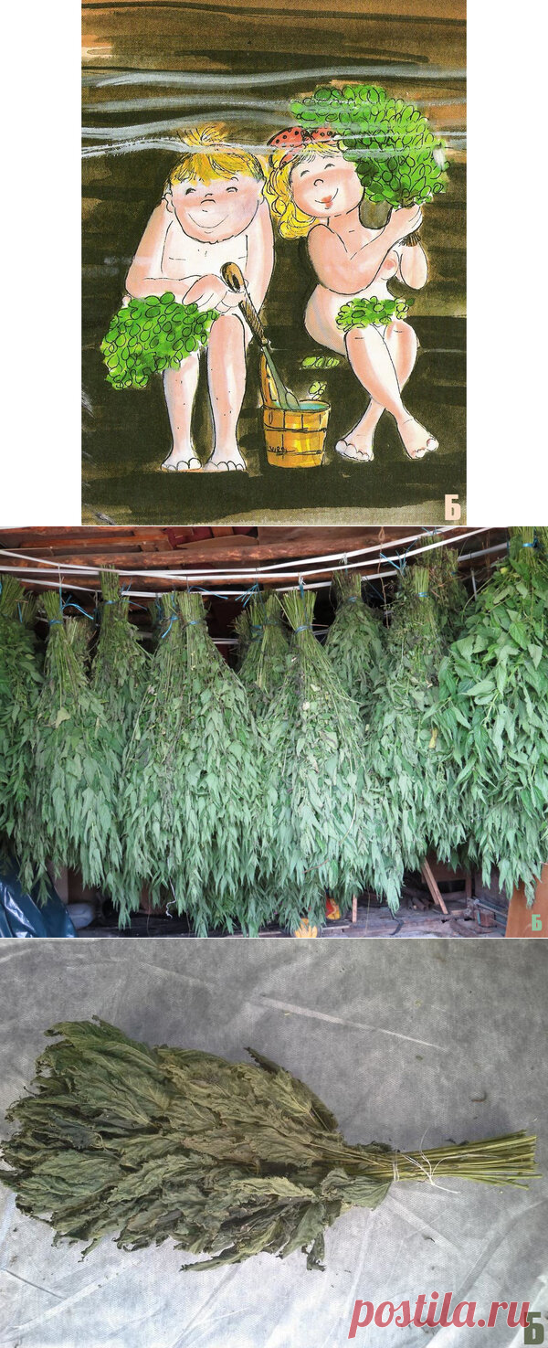 Веники в баню из крапивы. Польза и интересные факты. | Мишкина БАНЬКА | Яндекс Дзен