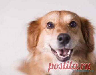 Собаку на этом рисунке видит 1% людей. А вы?