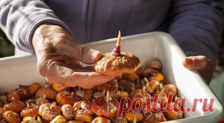 Апрель – пора правильно будить и расчехлять гладиолусы. Для раннего завидного цветения. Расскажу как делаю я | Секреты сада и дачи | Яндекс Дзен