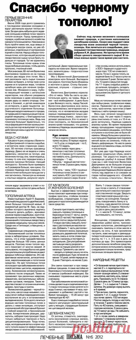 Спасибо черному тополю (осокорь)