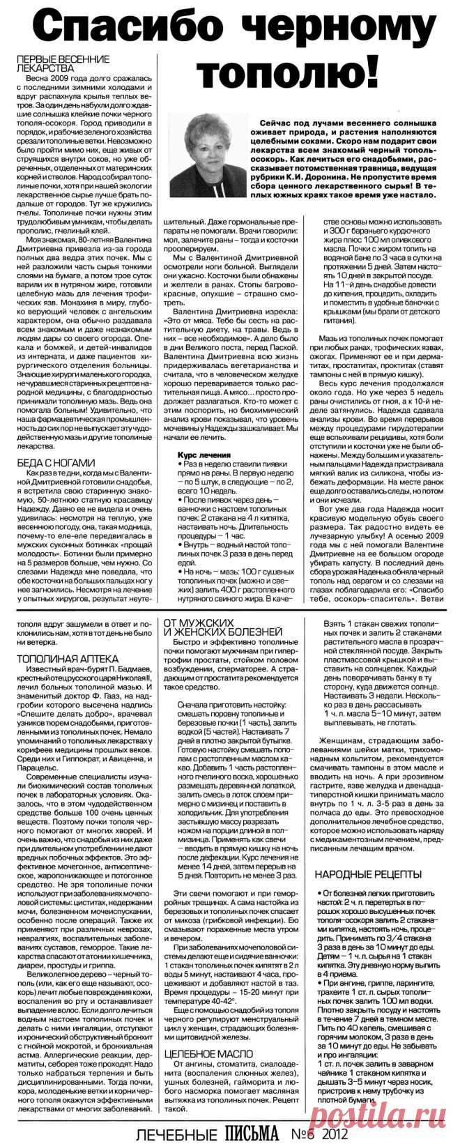 Спасибо черному тополю (осокорь)