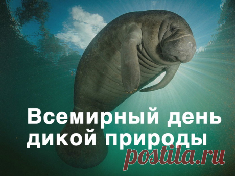 День дикой природы — особая дата,
Ведь многое нужно природе сказать:
Спасибо, родная, за свежесть прохлады,
Спасибо за неба просторную гладь.