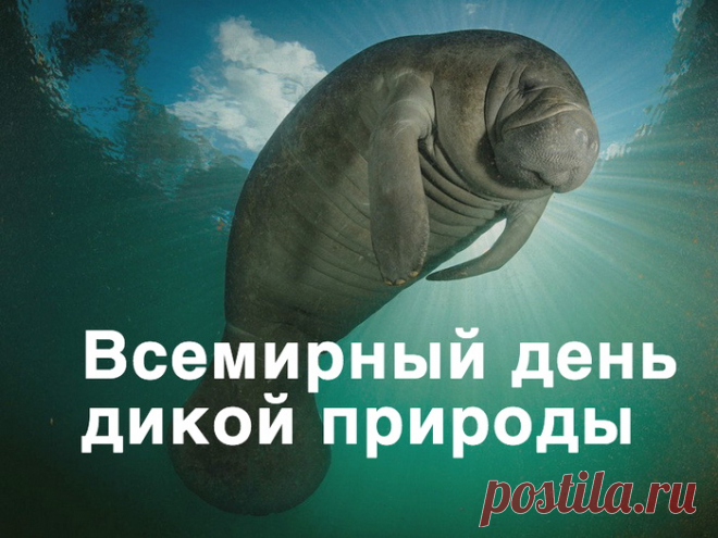 День дикой природы — особая дата,
Ведь многое нужно природе сказать:
Спасибо, родная, за свежесть прохлады,
Спасибо за неба просторную гладь.
