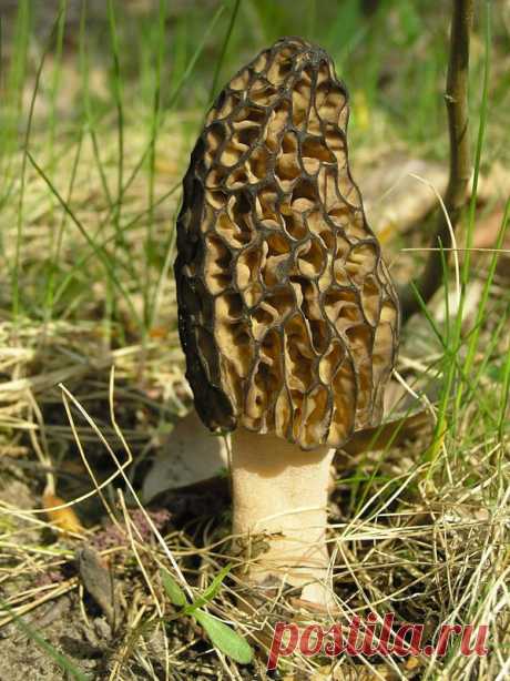 Сморчок конический (Morchella conica) особенно ценят французы. Имеет весьма приятный вкус и специфическую внешность, напоминающую соты.