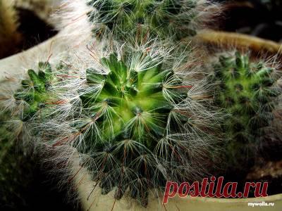 Кактусы и суккуленты. Размножение семенами - Кактусы и суккуленты - Комнатные растения - Каталог статей - Двинские цветоводы
