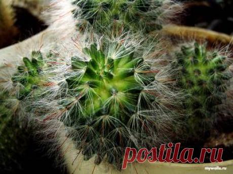 Кактусы и суккуленты. Размножение семенами - Кактусы и суккуленты - Комнатные растения - Каталог статей - Двинские цветоводы