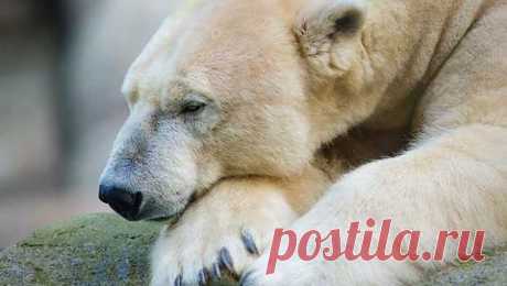 Куртка посетителя зоопарка убила белого медведя | Уши, лапы, хвост