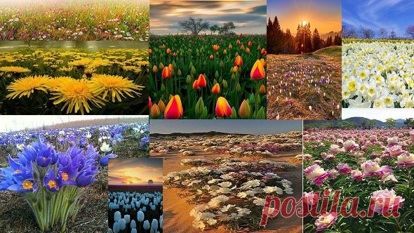 Говорят Земля улыбается цветами.

Благодарю тебя ЗЕМЛЯ
Какая красивая улыбка!Божественная красота!
Как прекрасно всё то что Твоё.Величествен Господь в творении Своем.
Пусть будет как можно больше улыбок по всей Земле!
Всем Вам улыбок! Мира! И добра!!!!!