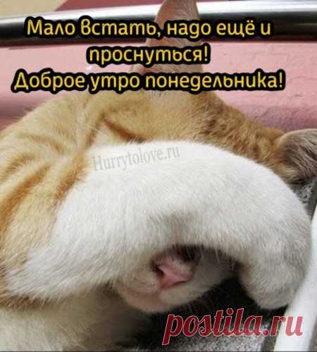 Картинки про утро понедельника: прикольные и красивые открытки с надписями на понедельник