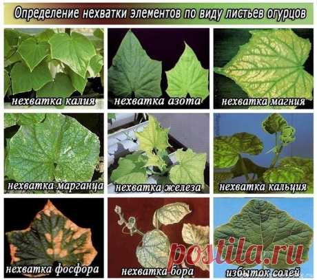 Симптомы нехватки микроэлементов у огурцов!