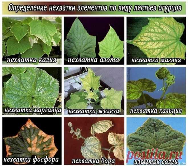 Симптомы нехватки микроэлементов у огурцов!